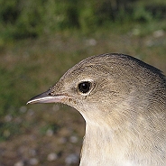 Trädgårdssångare, Sundre 20070608